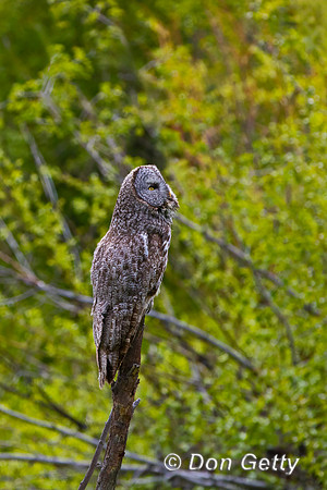 Great Gray Owl