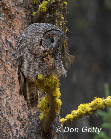 Great Gray Owl