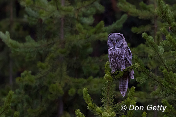 Great Gray Owl