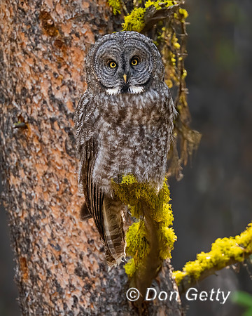 Great Gray Owl