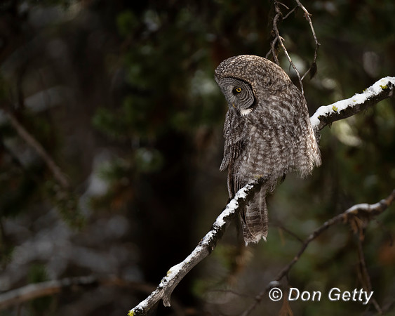 Great Gray Owl