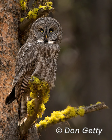 Great Gray Owl