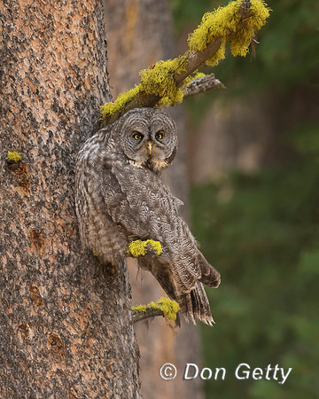 Great Gray Owl