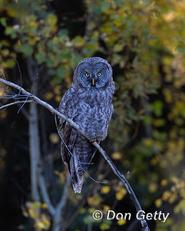 Great Gray Owl