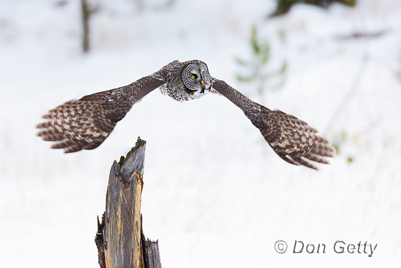 Great Gray Owl