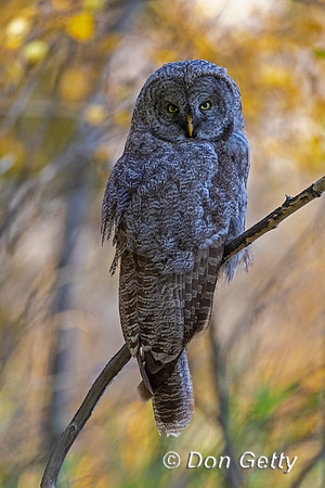 Great Gray Owl