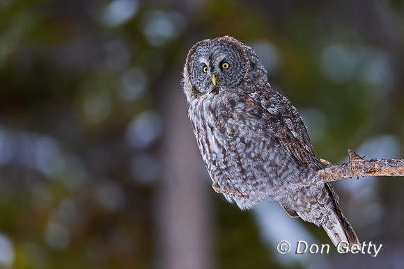 Great Gray Owl