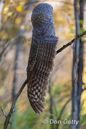 Great Gray Owl