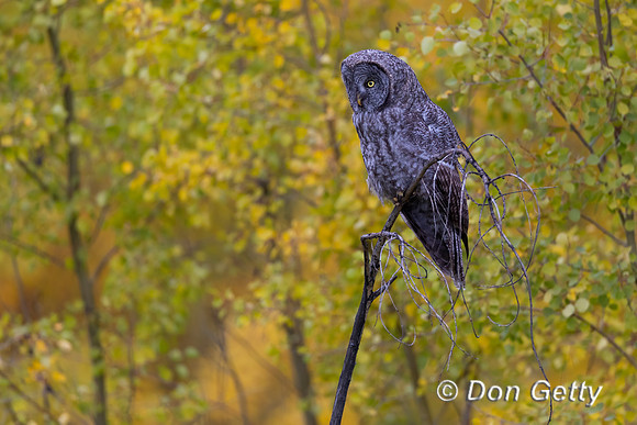 Great Gray Owl