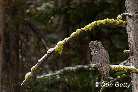 Great Gray Owl