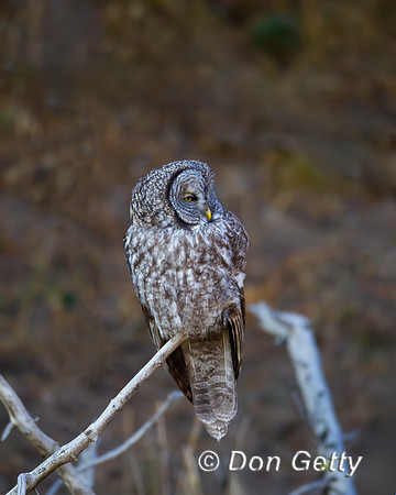 Great Gray Owl