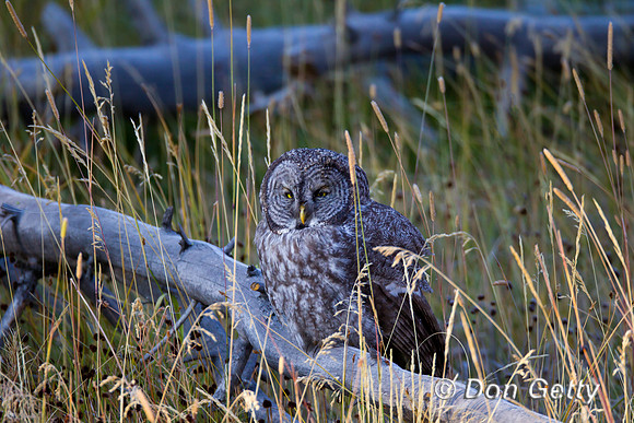 Great Gray Owl