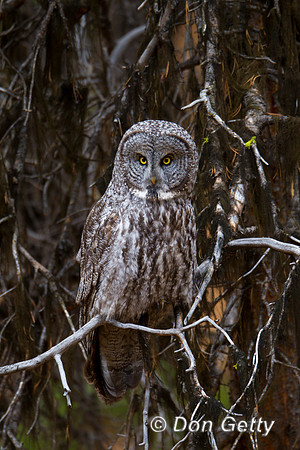 Great Gray Owl