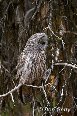 Great Gray Owl