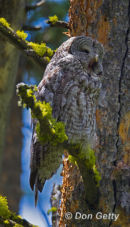 Great Gray Owl