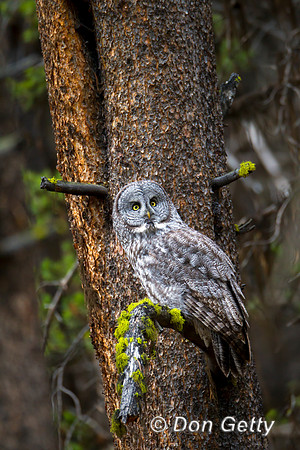 Great Gray Owl