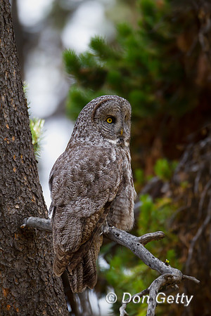 Great Gray Owl
