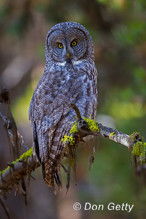 Great Gray Owl