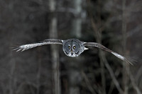 Great Gray Owl