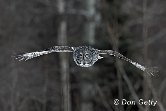 Great Gray Owl
