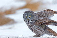 Great Gray Owl