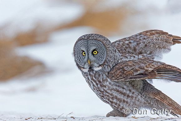 Great Gray Owl