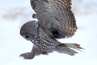 Great Gray Owl