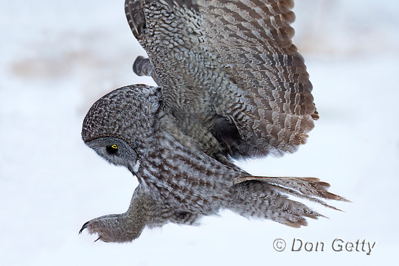 Great Gray Owl