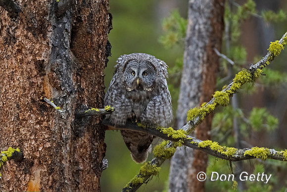 Great Gray Owl