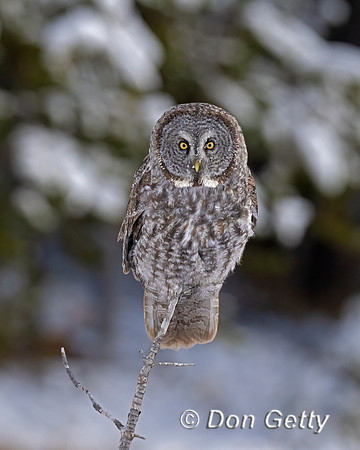 Great Gray Owl