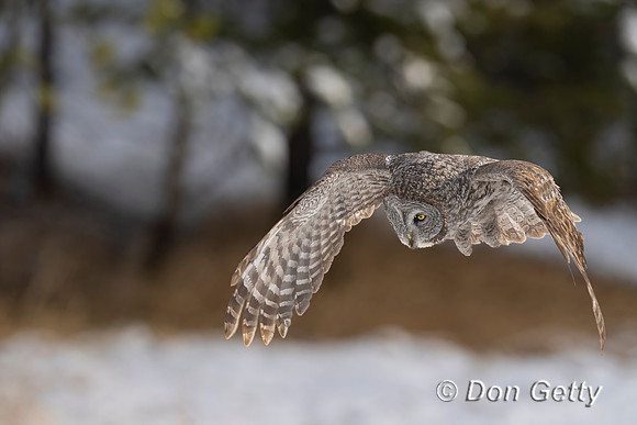 Great Gray Owl