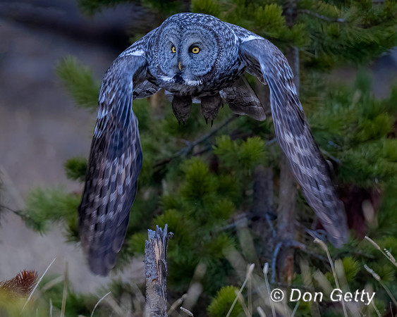 Great Gray Owl
