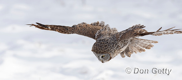 Great Gray Owl