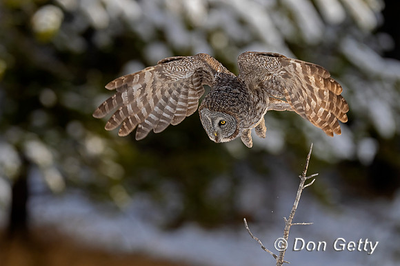 Great Gray Owl