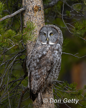 Great Gray Owl