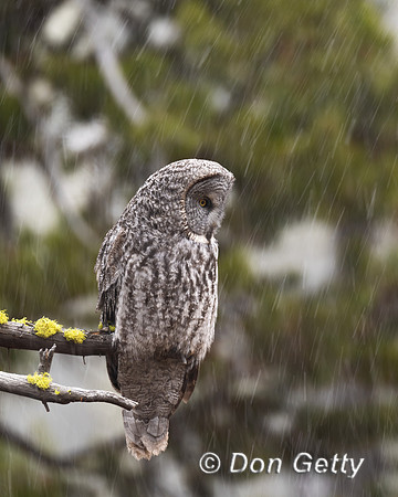 Great Gray Owl