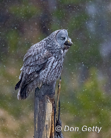 Great Gray Owl