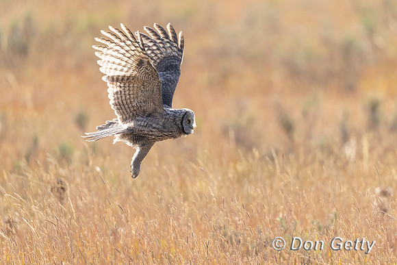 Great Gray Owl