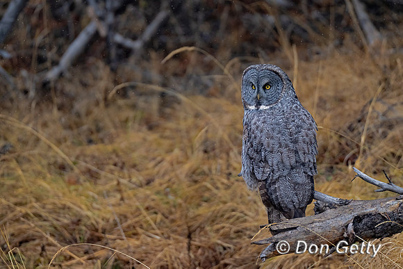 Great Gray Owl