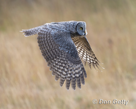 Great Gray Owl