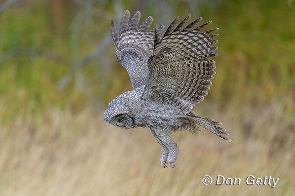 Great Gray Owl