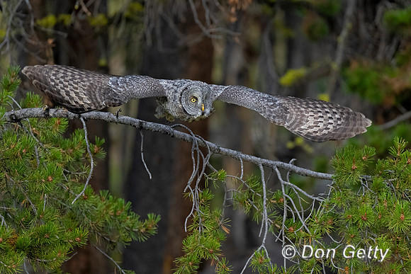 Great Gray Owl
