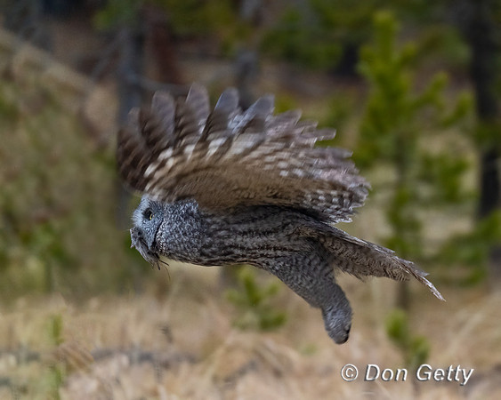 Great Gray Owl