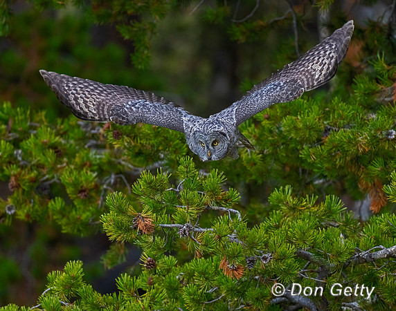 Great Gray Owl
