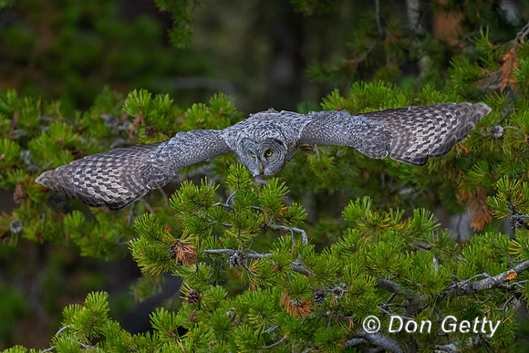 Great Gray Owl