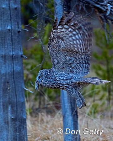 Great Gray Owl