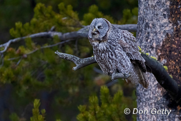 Great Gray Owl