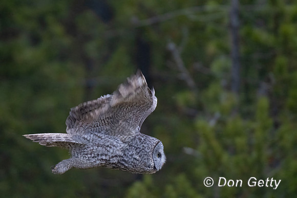 Great Gray Owl