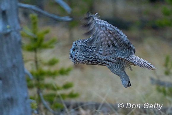 Great Gray Owl