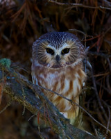 Saw-whet Owl